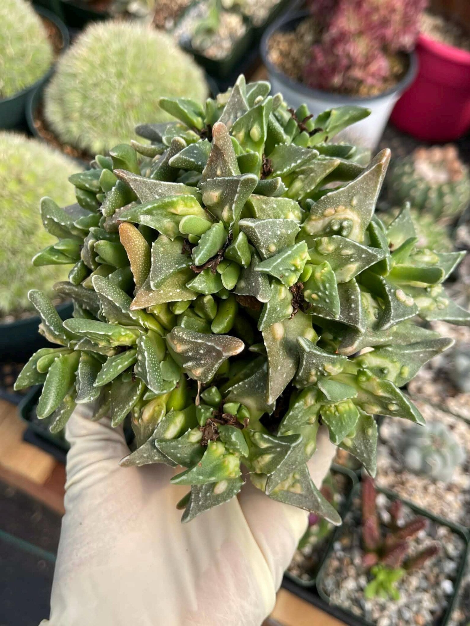 Faucaria tuberculosa Clusters | Tiger Jaws Live Succulent Plant
