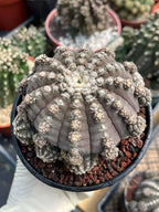 Gymnocalycium Ragonesei Cluster Rare Live Cactus – Seed Grown Exact Plant #293
