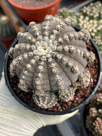 Gymnocalycium Ragonesei Cluster Rare Live Cactus – Seed Grown Exact Plant #293