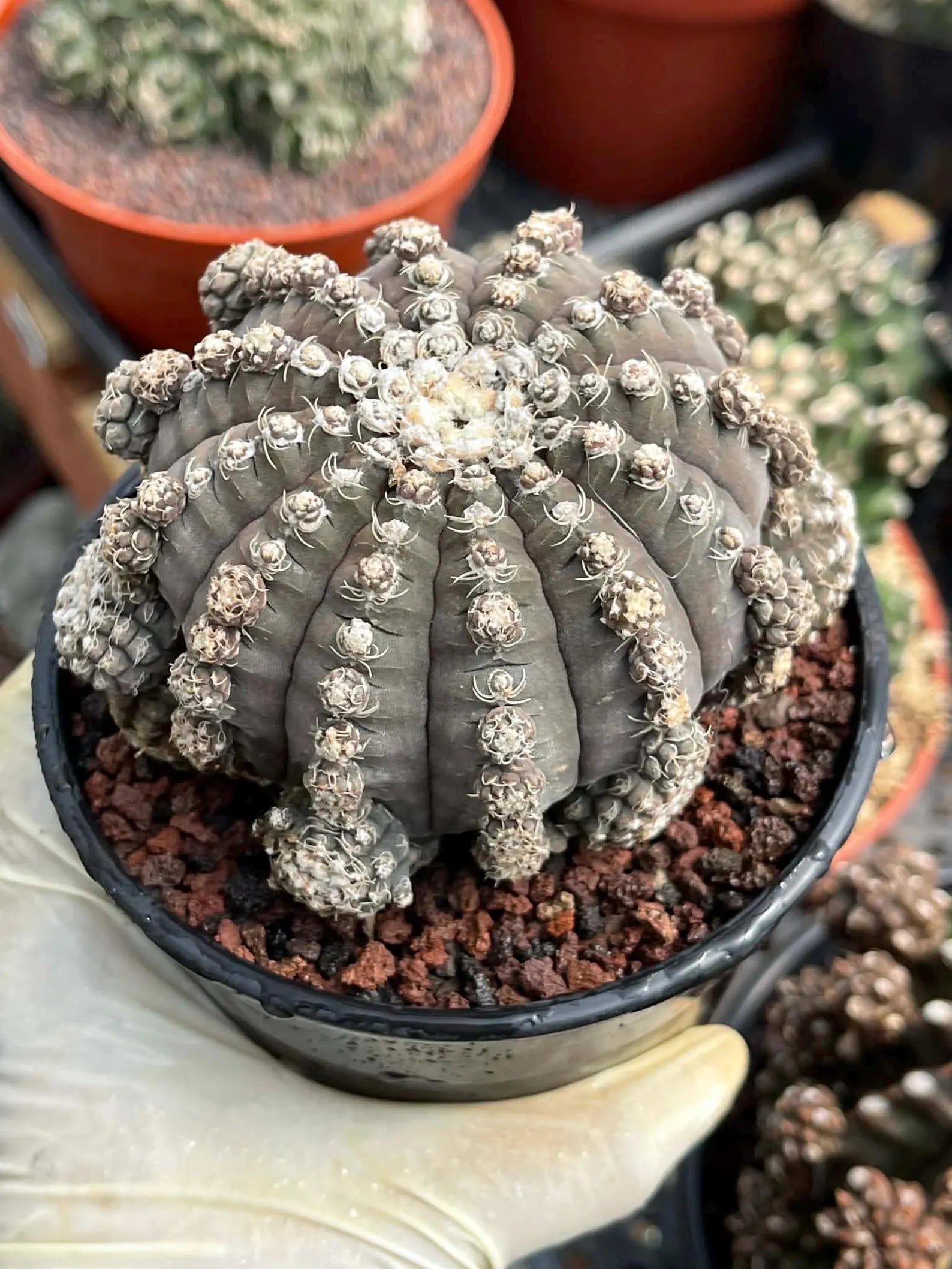 Gymnocalycium Ragonesei Cluster Rare Live Cactus – Seed Grown Exact Plant #293