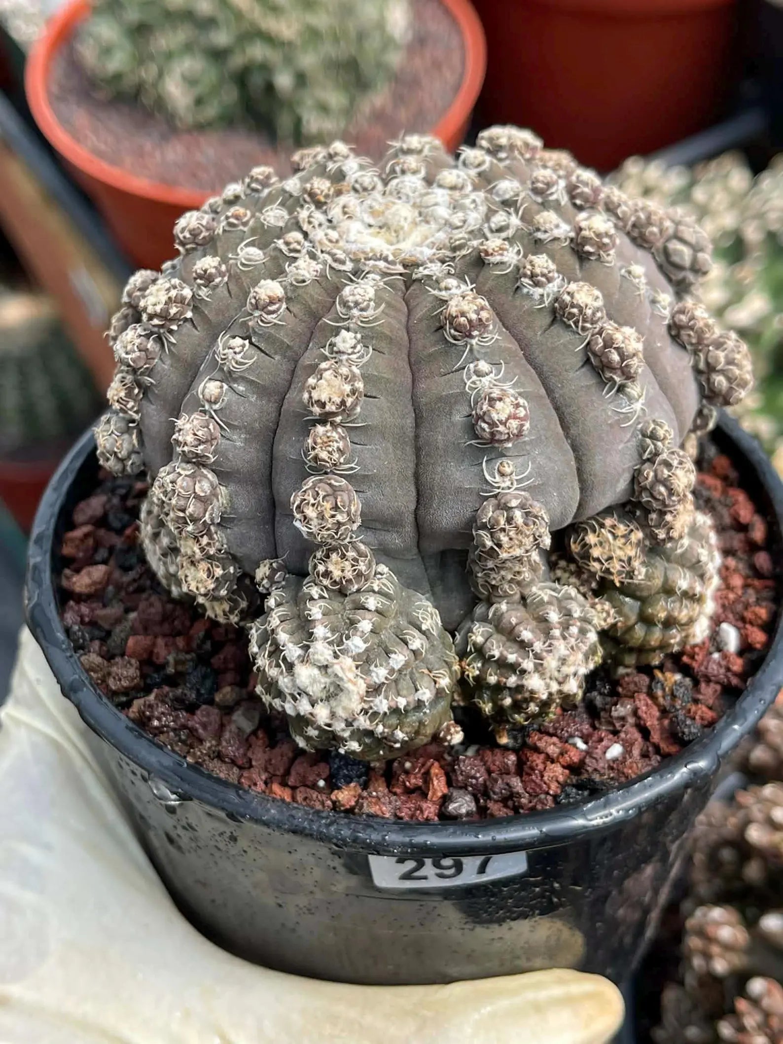 Gymnocalycium Ragonesei Cluster Rare Live Cactus – Seed Grown Exact Plant #293