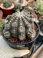 Gymnocalycium Ragonesei Cluster Rare Live Cactus – Seed Grown Exact Plant #293