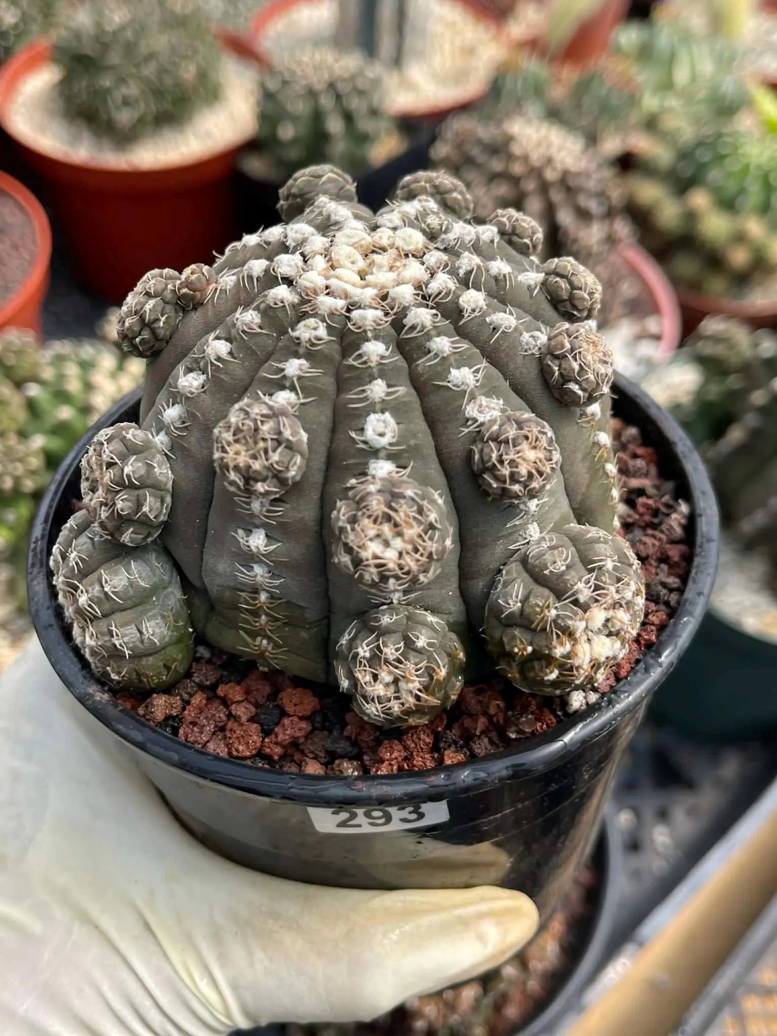 Gymnocalycium Ragonesei Cluster Rare Live Cactus – Seed Grown Exact Plant #293