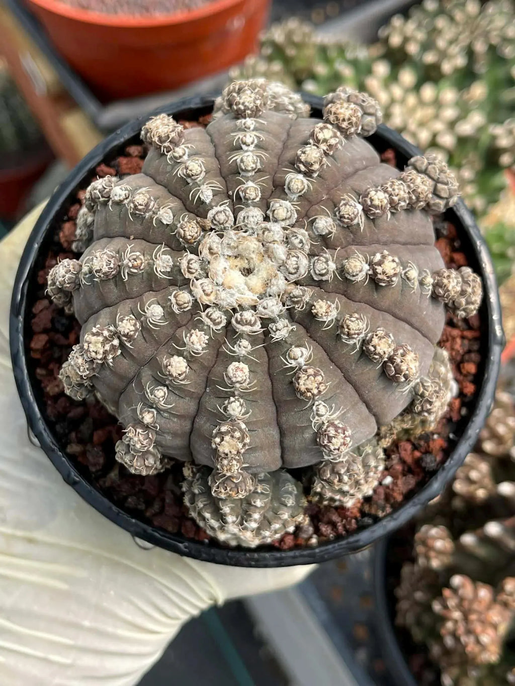 Gymnocalycium Ragonesei Cluster Rare Live Cactus – Seed Grown Exact Plant #293