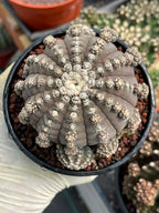 Gymnocalycium Ragonesei Cluster Rare Live Cactus – Seed Grown Exact Plant #293