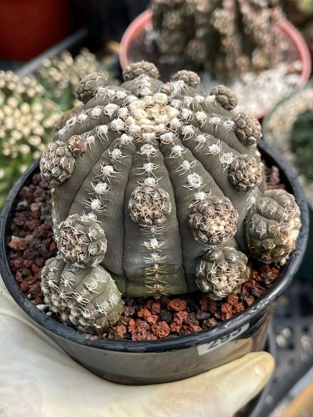 Gymnocalycium Ragonesei Cluster Rare Live Cactus – Seed Grown Exact Plant #293