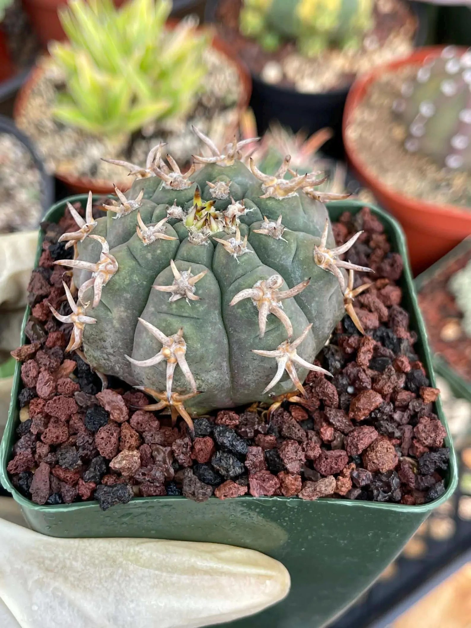 Gymnocalycium Spegazzinii Unguispinum – Rare Collector Cactus