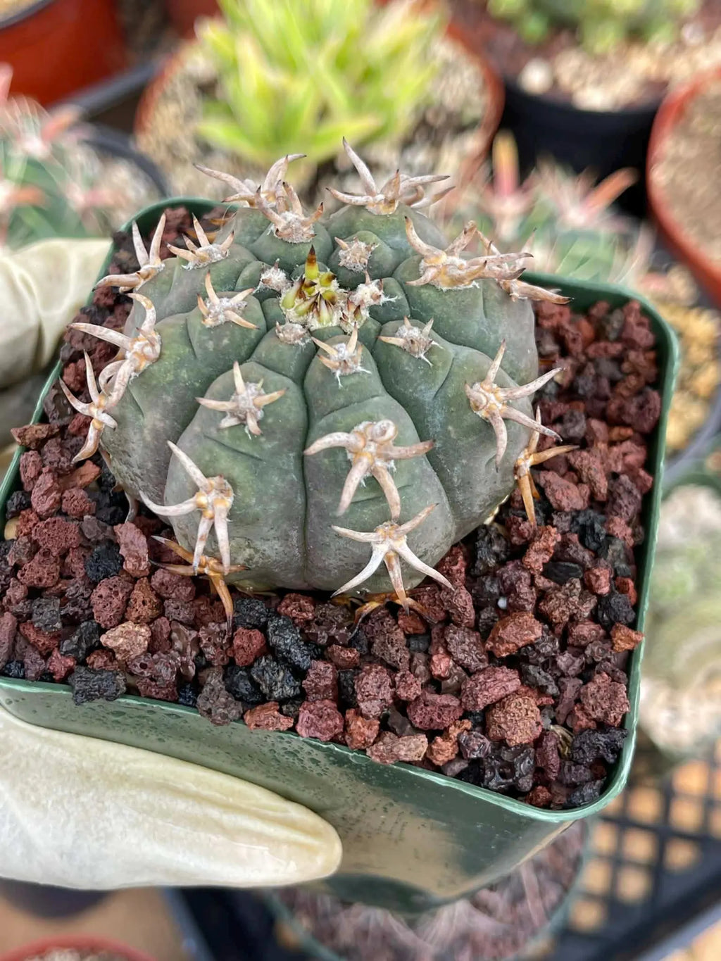 Gymnocalycium Spegazzinii Unguispinum – Rare Collector Cactus