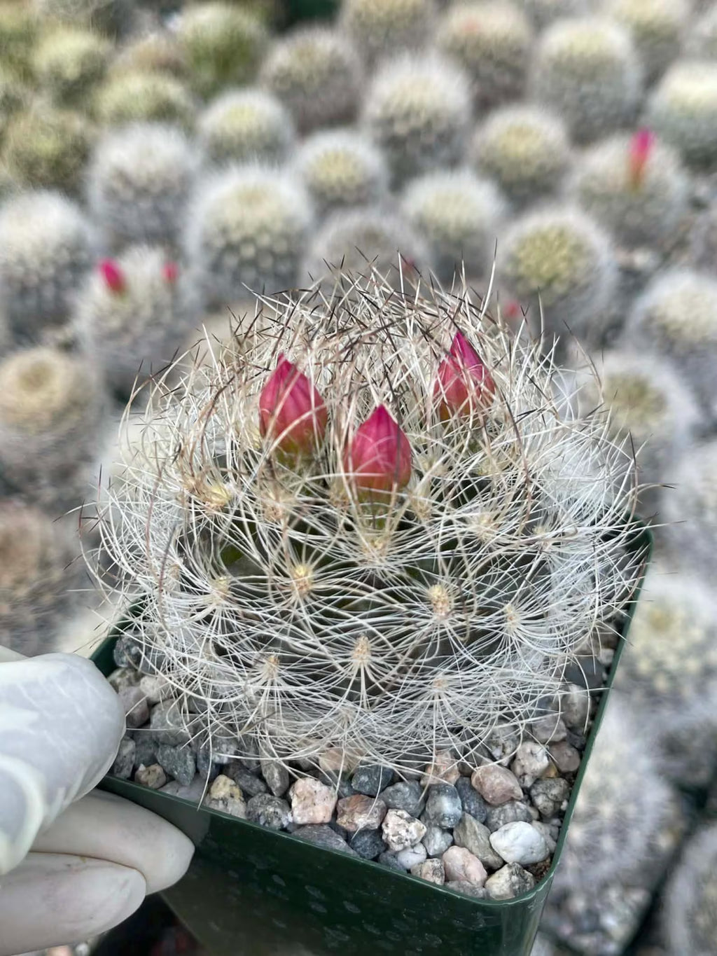 Neoporteria Nidus Senilis Rare Live Cactus | 3.5" Pot Size