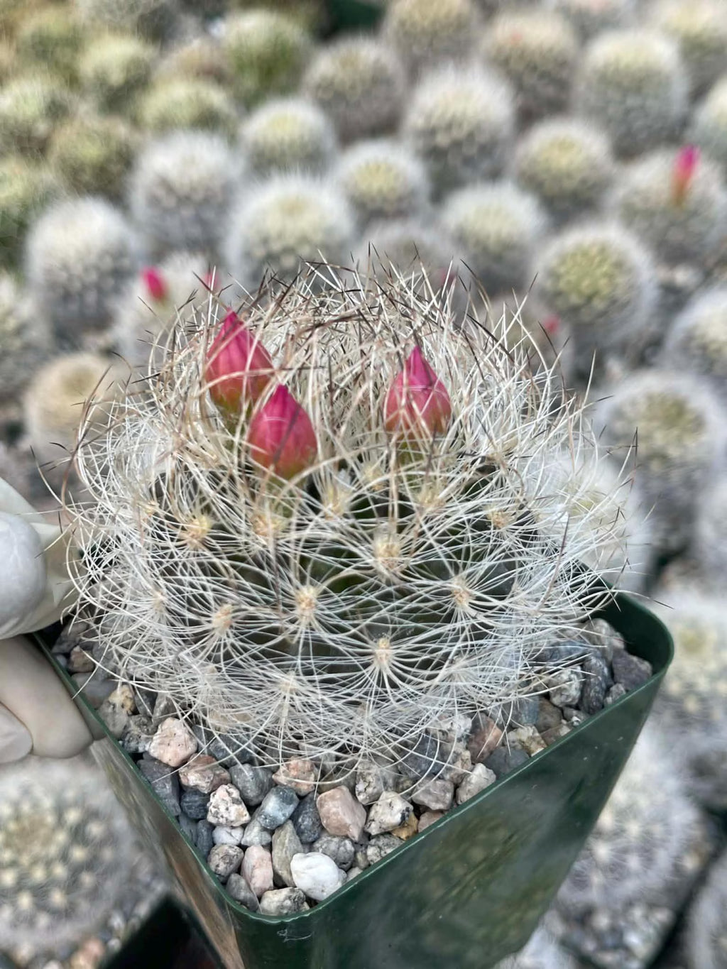 Neoporteria Nidus Senilis Rare Live Cactus | 3.5" Pot Size
