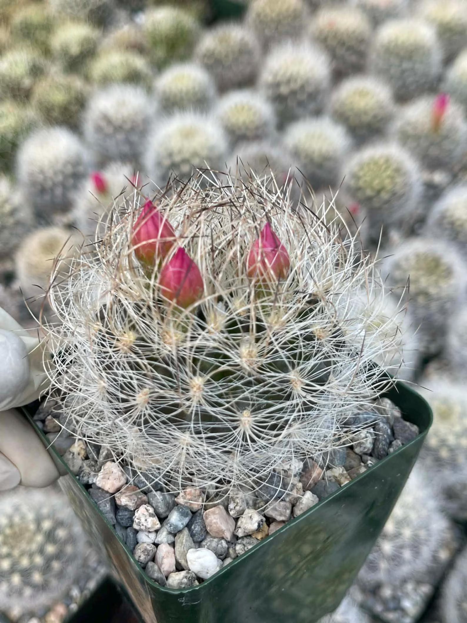 Neoporteria Nidus Senilis Rare Live Cactus | 3.5" Pot Size