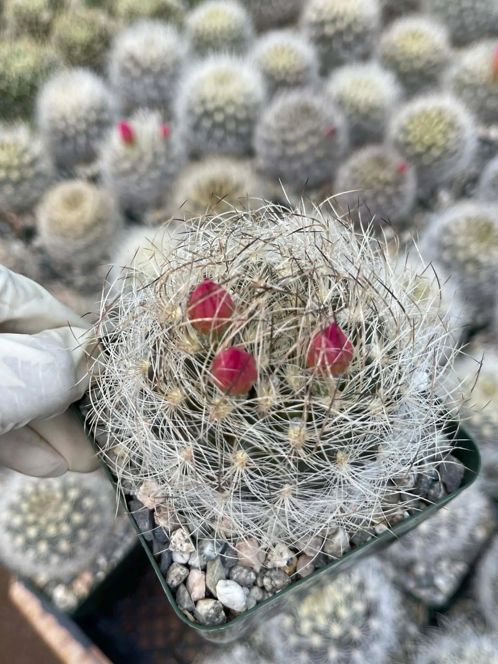 Neoporteria Nidus Senilis Rare Live Cactus | 3.5" Pot Size