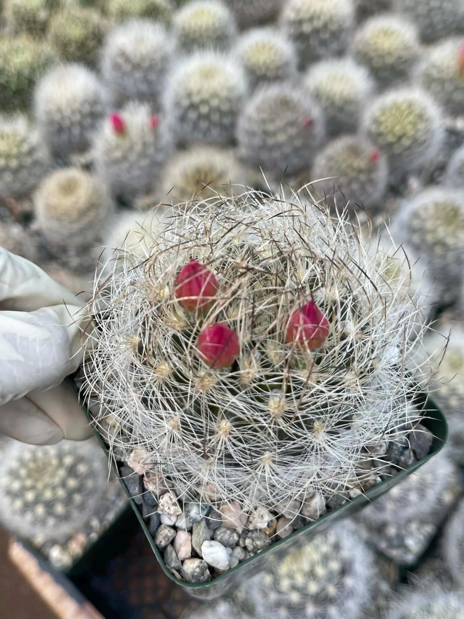 Neoporteria Nidus Senilis Rare Live Cactus | 3.5" Pot Size
