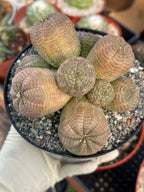 Euphorbia Obesa Cluster | Rare Live Succulent Plant #185