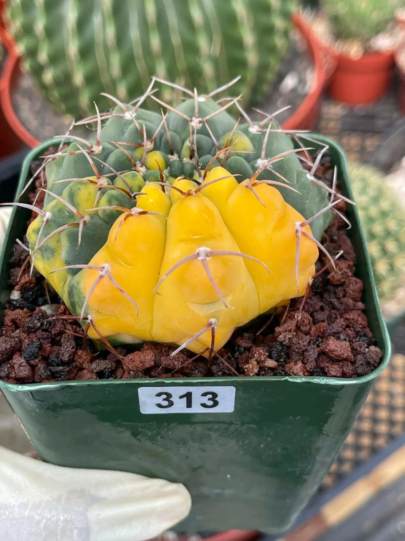 Variegated Gymnocalycium Ochoterenae Live Cactus | Rare Pink Variegated Plant | Exact Plant #313