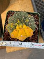 Variegated Gymnocalycium Ochoterenae Live Cactus | Rare Pink Variegated Plant | Exact Plant #313
