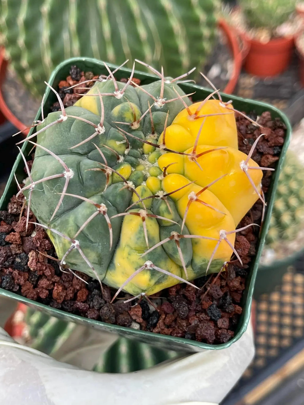 Variegated Gymnocalycium Ochoterenae Live Cactus | Rare Pink Variegated Plant | Exact Plant #313
