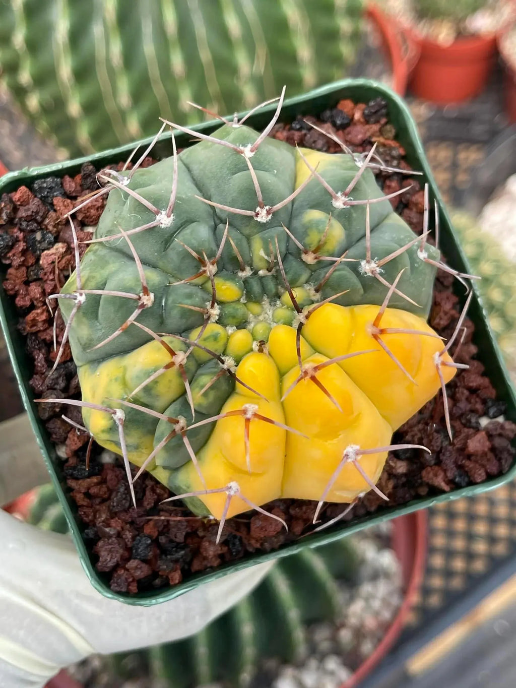 Variegated Gymnocalycium Ochoterenae Live Cactus | Rare Pink Variegated Plant | Exact Plant #313
