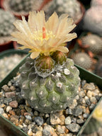 Neochilenia Napina Live Cactus Plant | Rare Chilean Cactus Succulent | Collector Desert Plant