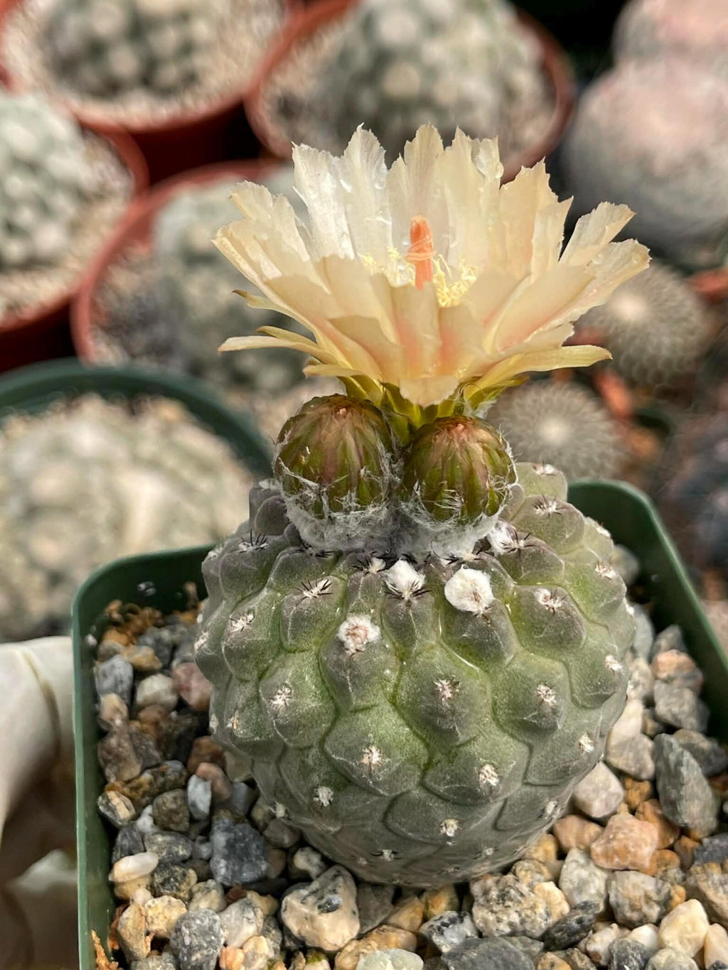 Neochilenia Napina Live Cactus Plant | Rare Chilean Cactus Succulent | Collector Desert Plant