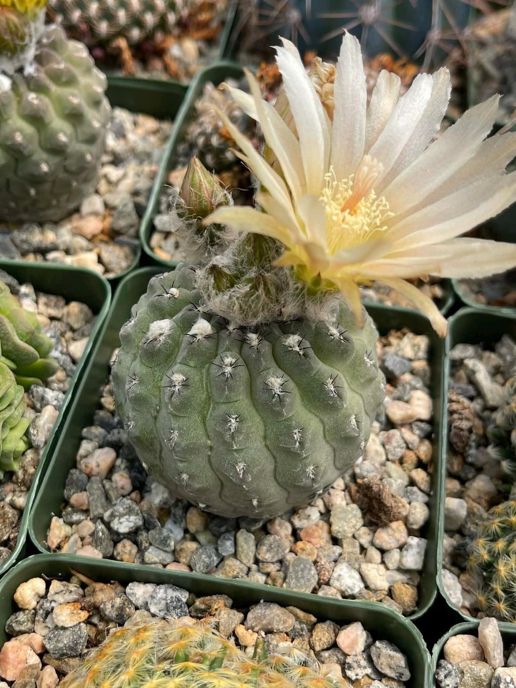 Neochilenia Napina Live Cactus Plant | Rare Chilean Cactus Succulent | Collector Desert Plant