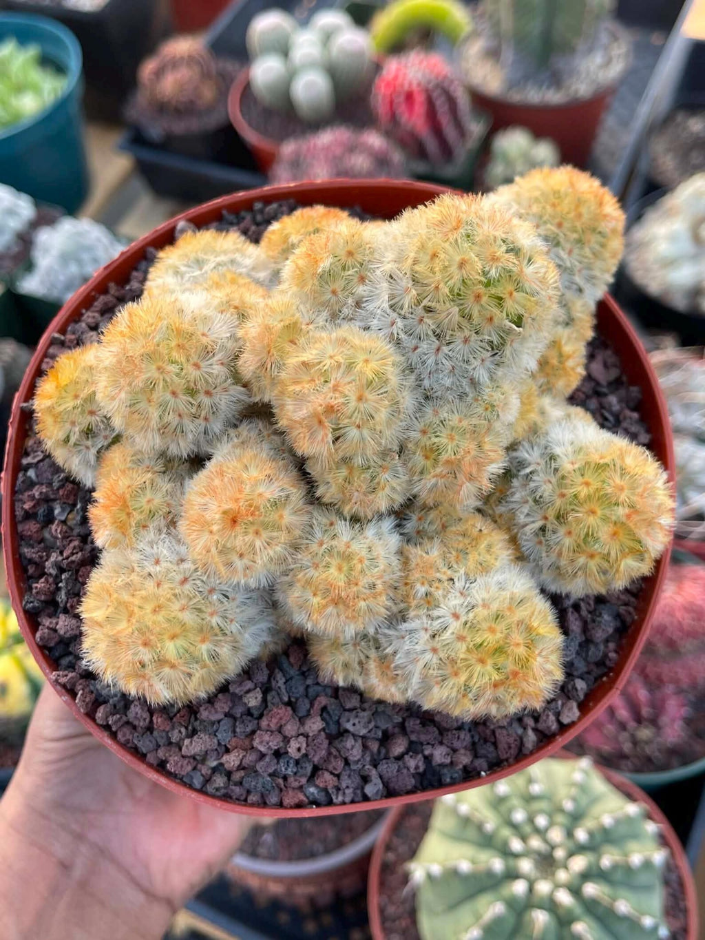 Mammillaria Carmenae Buddha Cluster Cactus – Rare Live Plant #319