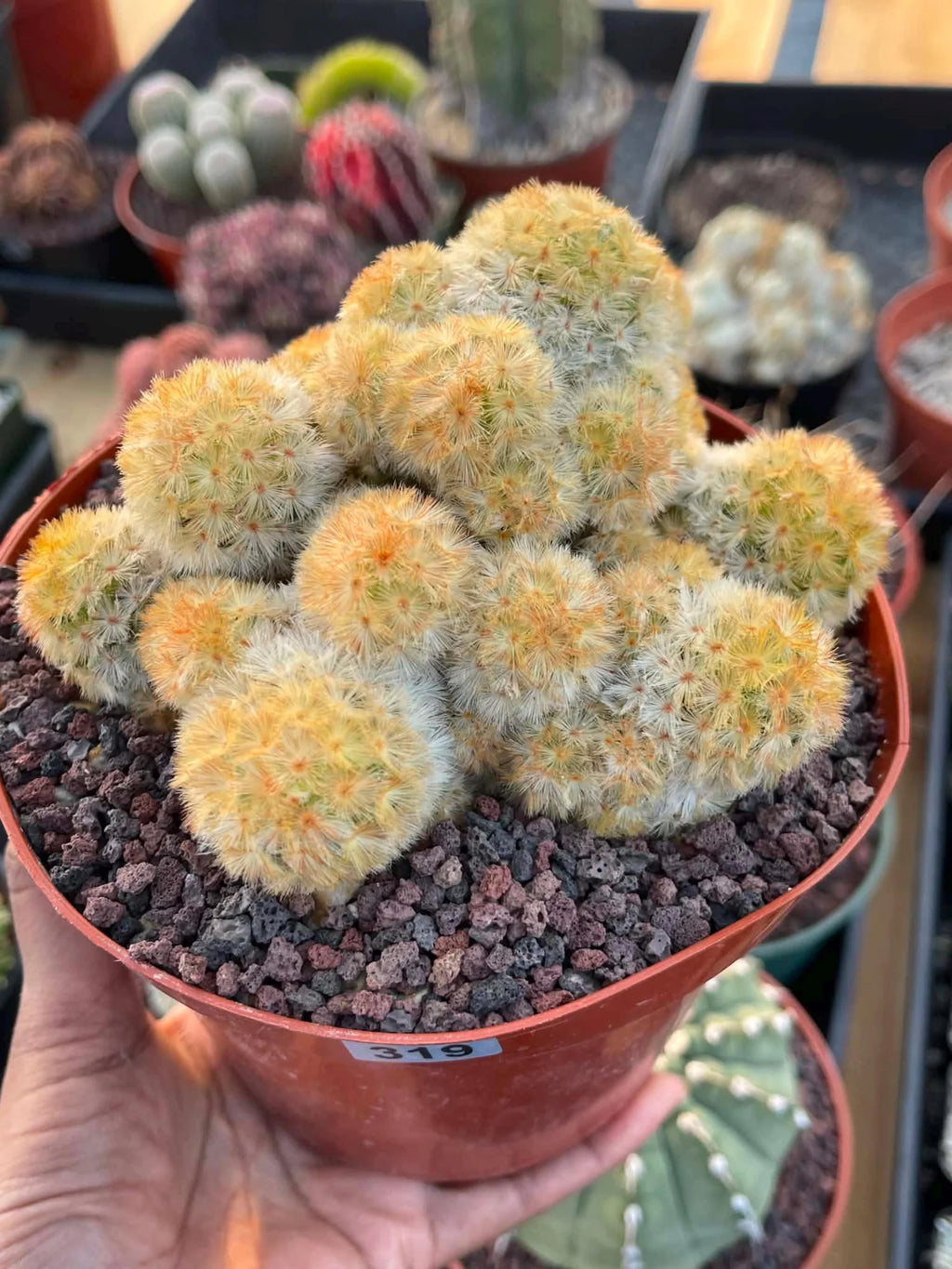 Mammillaria Carmenae Buddha Cluster Cactus – Rare Live Plant #319
