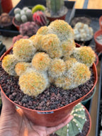 Mammillaria Carmenae Buddha Cluster Cactus – Rare Live Plant #319
