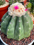 Melocactus Matanzanus Live Rare Cactus Plant #287