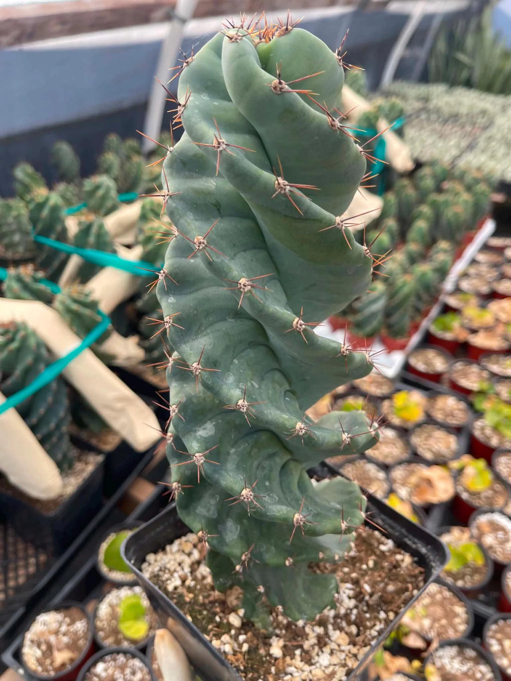 Spiral Cactus | Tall Columnar Live Cactus | Rare Collector Plant