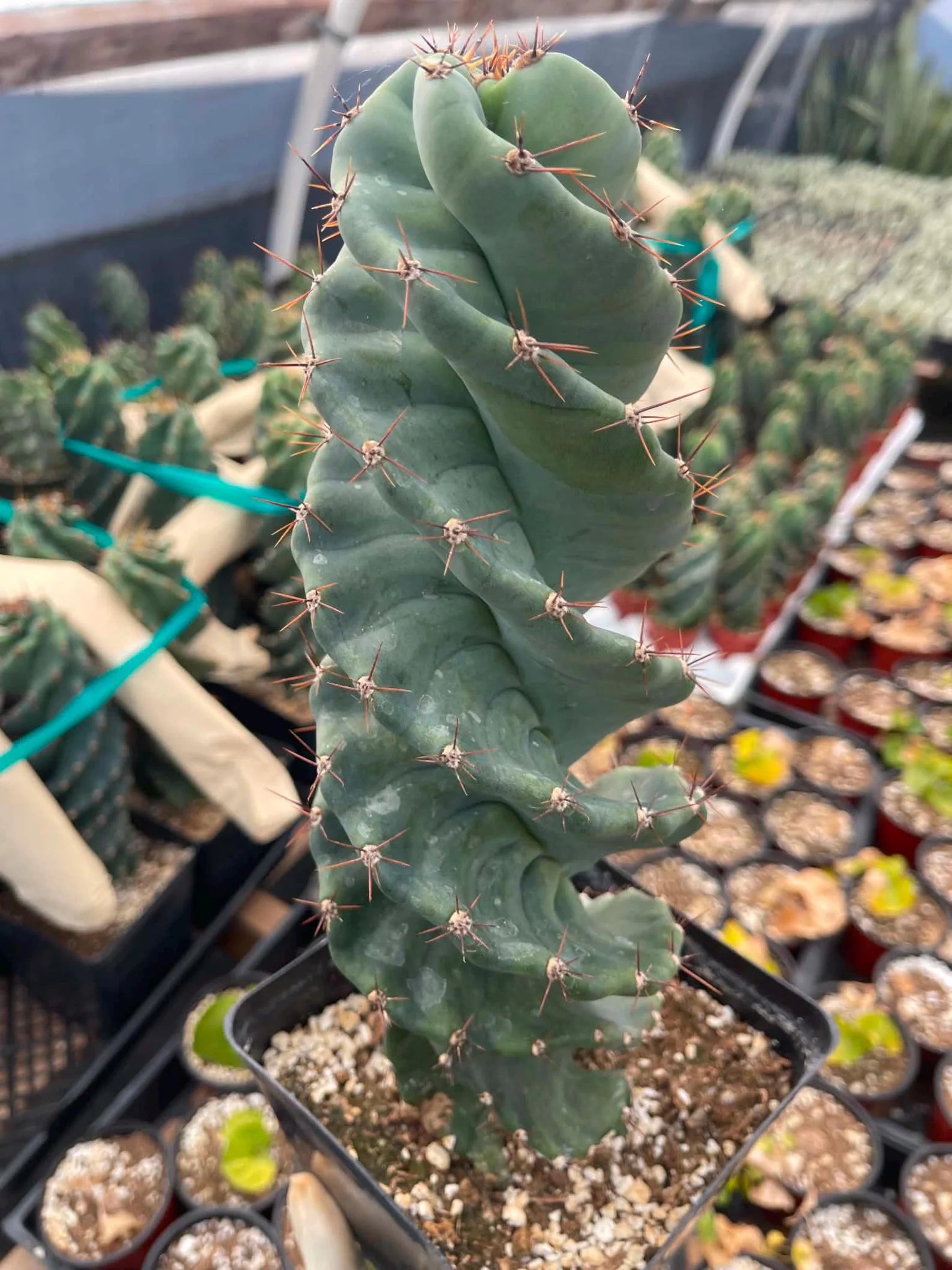 Spiral Cactus | Tall Columnar Live Cactus | Rare Collector Plant