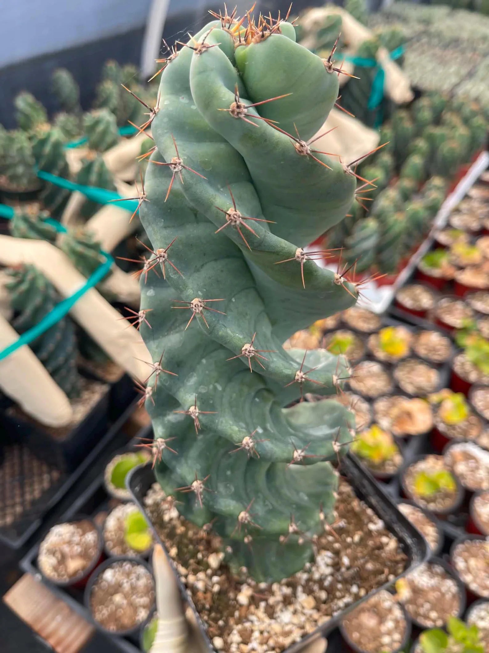 Spiral Cactus | Tall Columnar Live Cactus | Rare Collector Plant