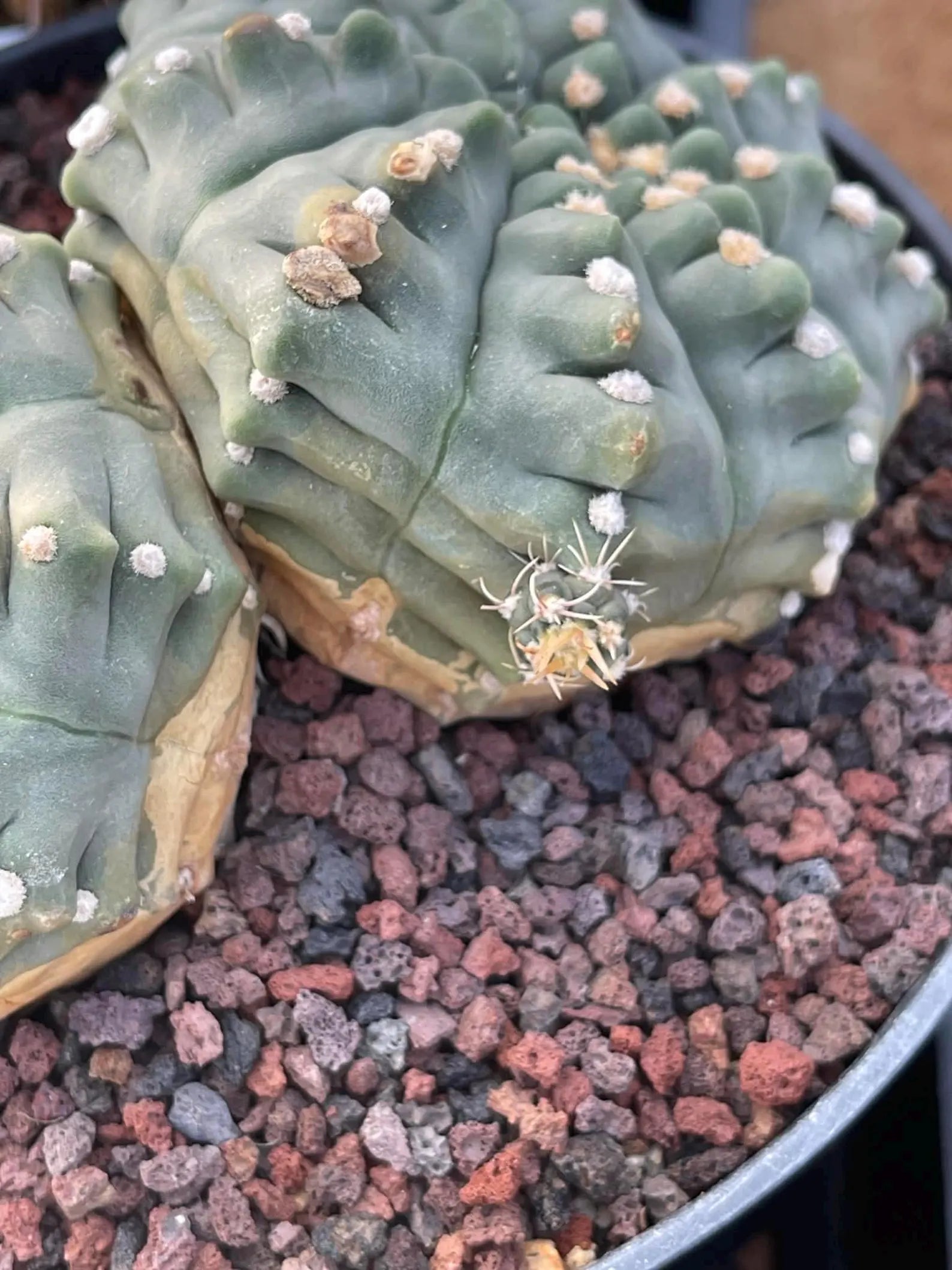 Gymnocalycium Vaterii Spineless Double Heads | Live Cactus | 6" Pot | #162
