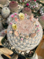 Mammillaria Candida Live Cactus – Rare Seed Grown 7" Collector Cactus Plant