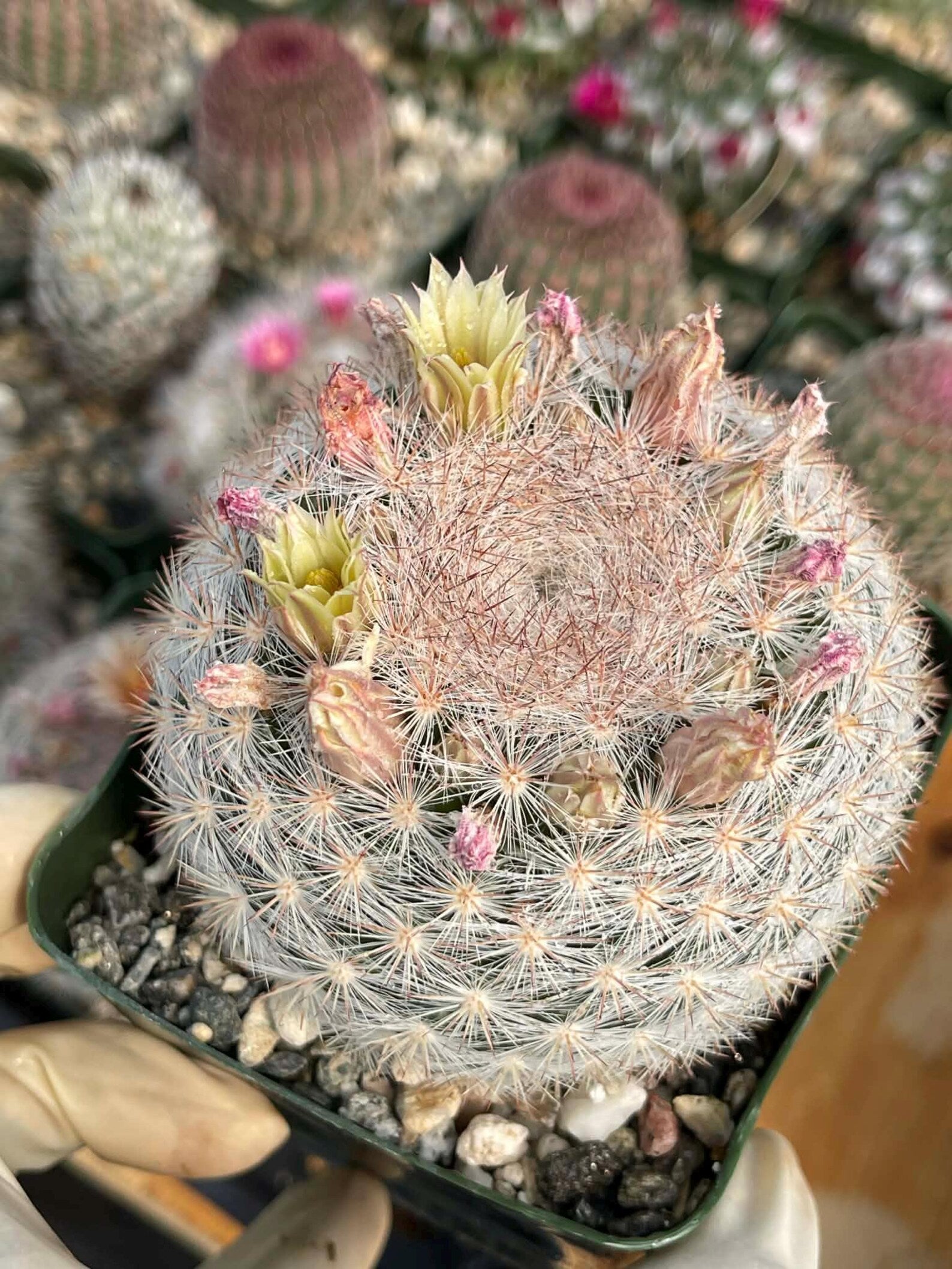 Mammillaria Candida Live Cactus – Rare Seed Grown 7" Collector Cactus Plant