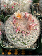 Mammillaria Candida Live Cactus – Rare Seed Grown 7" Collector Cactus Plant