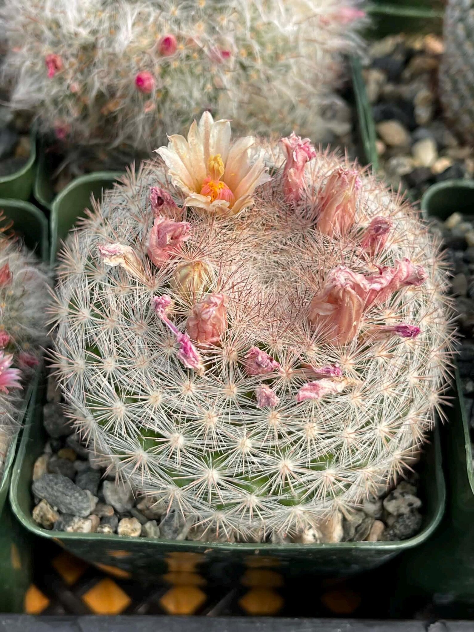 Mammillaria Candida Live Cactus – Rare Seed Grown 7" Collector Cactus Plant