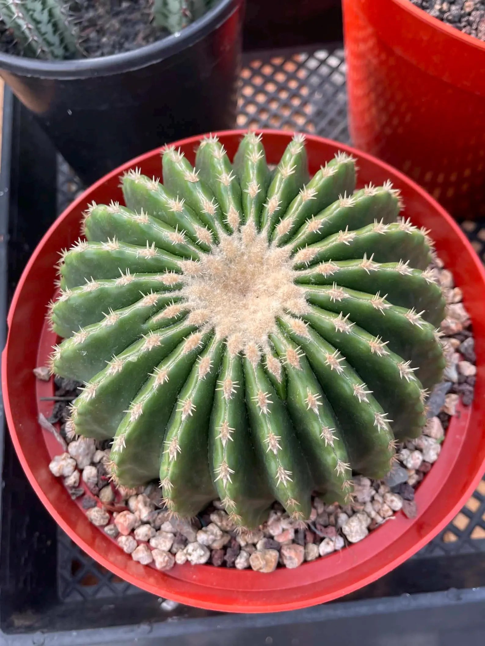 Echinocactus Grusonii Short Spine Inermis Rare Specimen Cactus