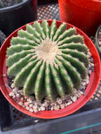 Echinocactus Grusonii Short Spine Inermis Rare Specimen Cactus