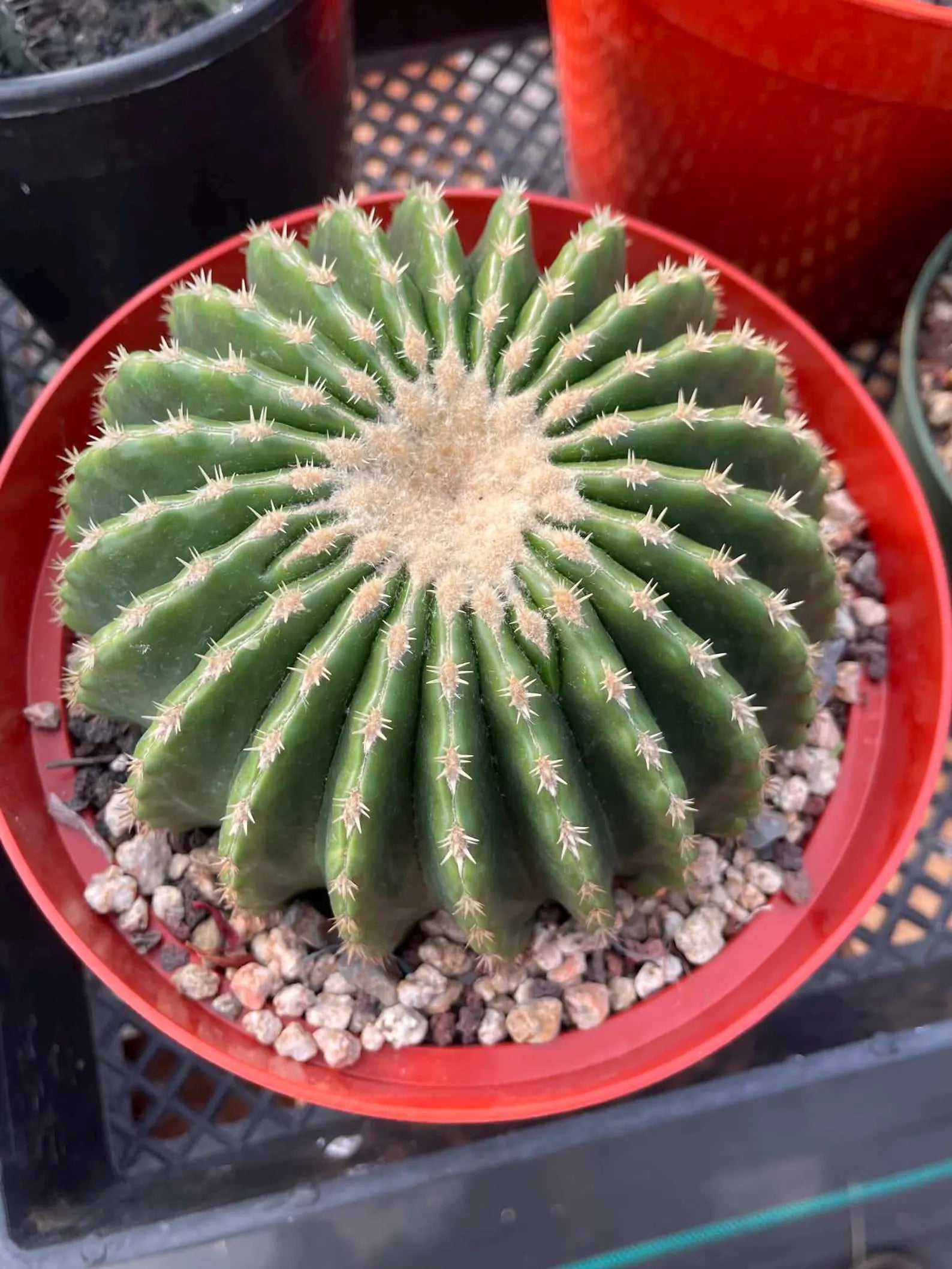 Echinocactus Grusonii Short Spine Inermis Rare Specimen Cactus