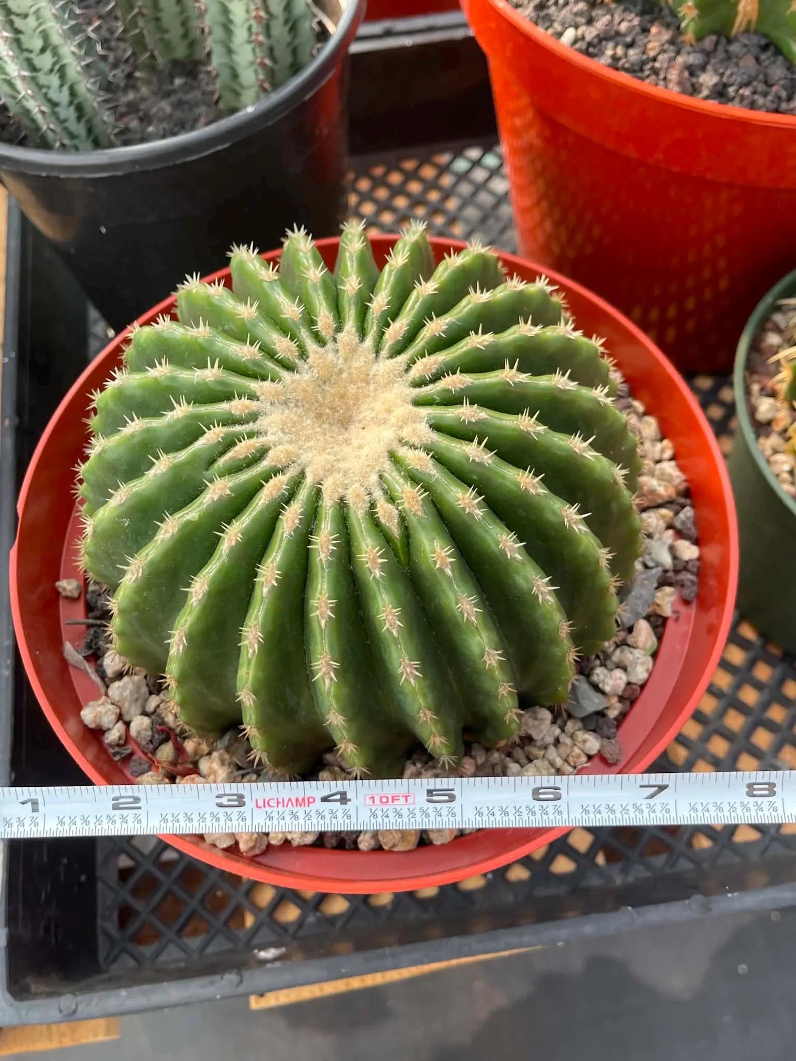 Echinocactus Grusonii Inermis | Rare Spineless Golden Barrel Cactus