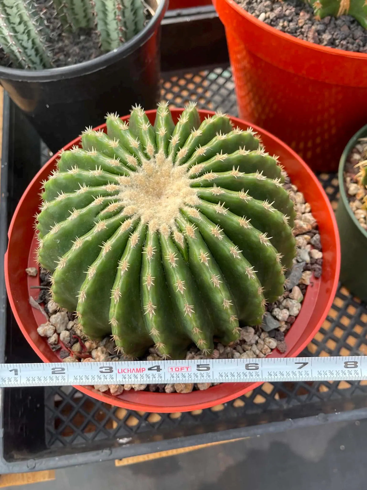 Echinocactus Grusonii Short Spine Inermis Rare Specimen Cactus
