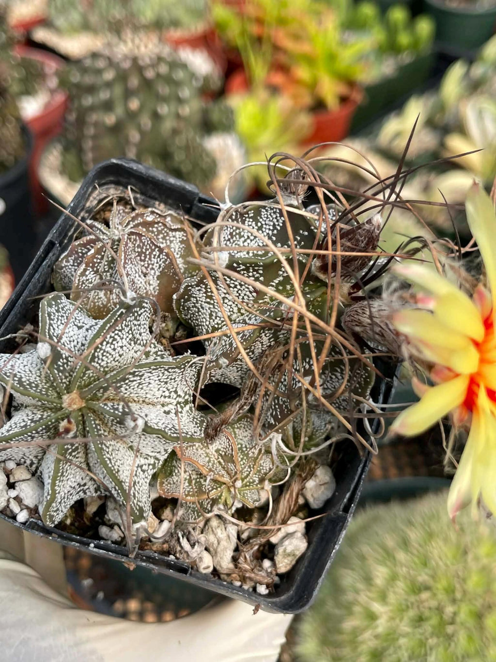 Astrophytum Capricorne Cluster #49 | Multi-Head Live Cactus
