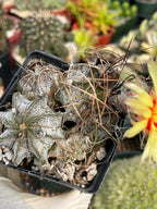 Astrophytum Capricorne Cluster #49 | Multi-Head Live Cactus
