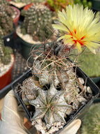 Astrophytum Capricorne Cluster #49 | Multi-Head Live Cactus