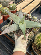 Aloe Karasbergensis Overgrown | Seed Grown Rare Live Succulent Plant