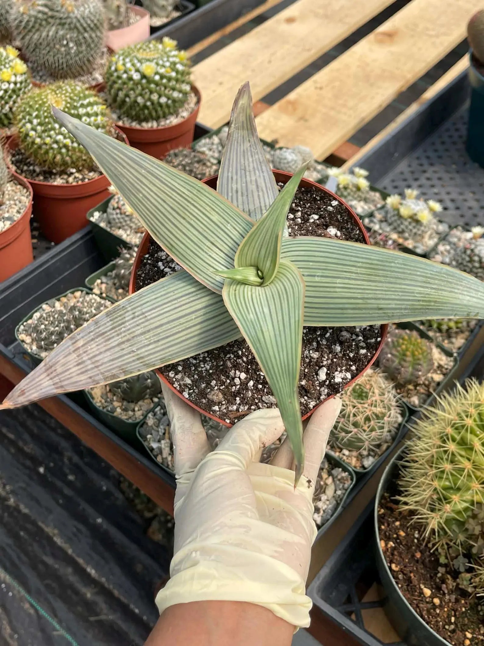 Aloe Karasbergensis Overgrown | Seed Grown Rare Live Succulent Plant
