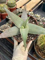 Aloe Karasbergensis Overgrown | Seed Grown Rare Live Succulent Plant