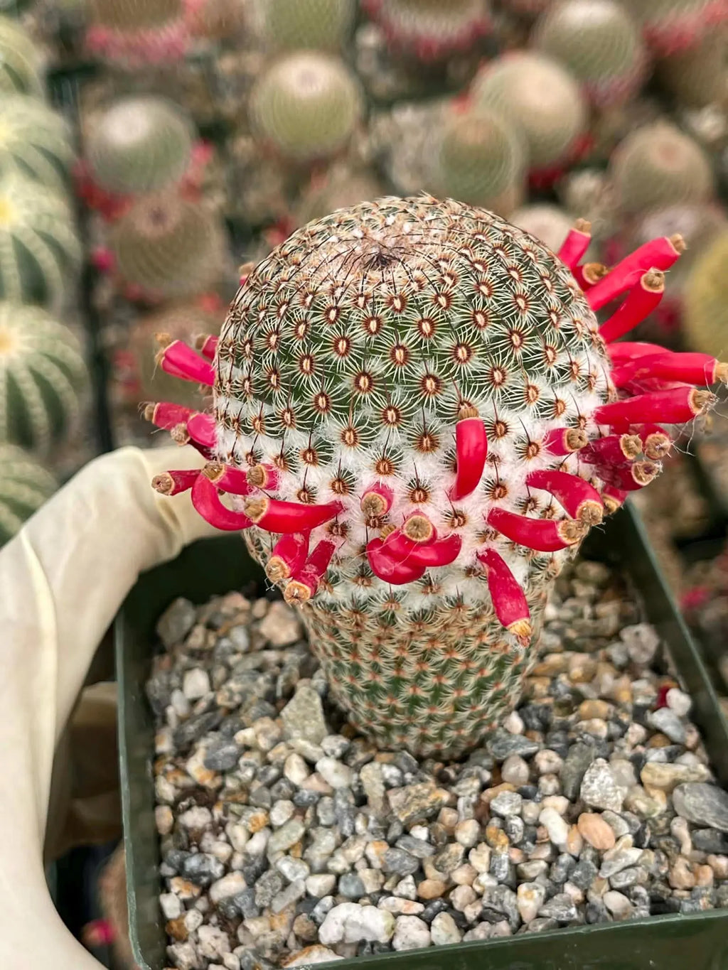 Mammillaria Huitzilopochtli | Rare Live Cactus Plant | Collector Succulent