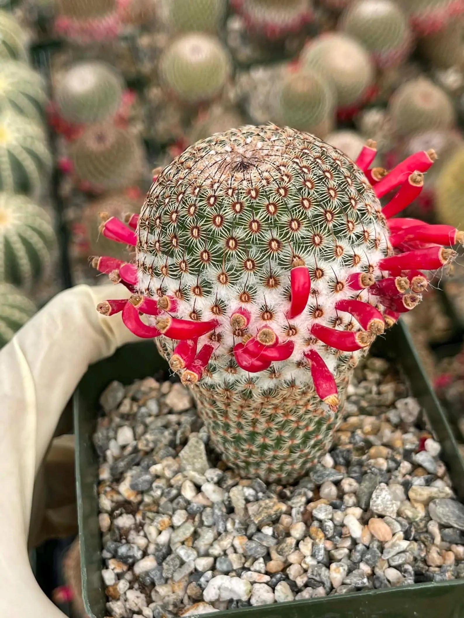 Mammillaria Huitzilopochtli | Rare Live Cactus Plant | Collector Succulent
